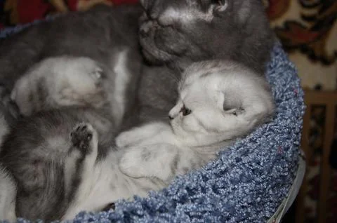 Kittens, Scottish Fold Foto stock