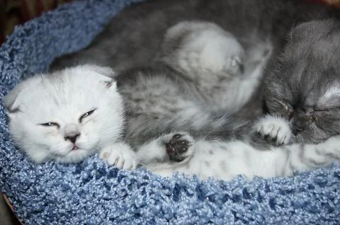 Kittens, Scottish Fold Stock Photos