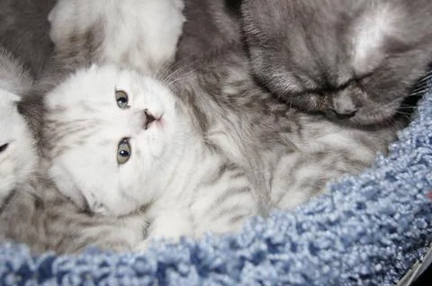 Kittens, Scottish Fold Stock Photos