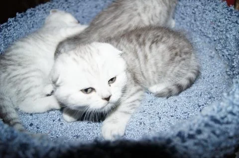 Kittens, Scottish Fold Foto stock