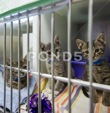 Kittens Sitting In Cage At Animal Shelter