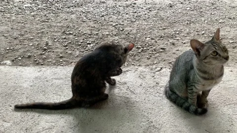 Kittens sitting at the ground waiting for the food. 库存影片 202304853