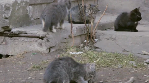 Kittens sitting in the street Video stock 36818681