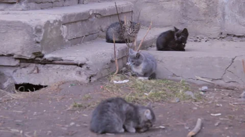 Kittens sitting in the street Stock Footage 36819041