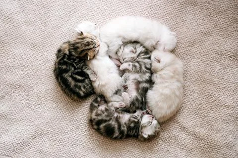 Kittens sleep in a circle. Stock Photos