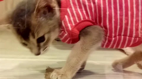 Kittens like to sleep Stock Footage 292980036