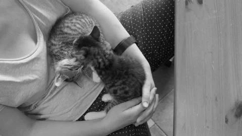 Kittens sleep in hands Stock Footage 136254745