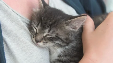 Kittens sleep in hands Stock Footage 136255924