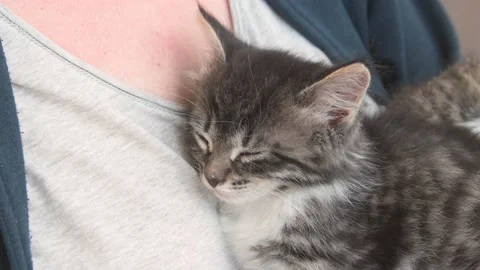 Kittens sleep in hands Stock Footage 136422239