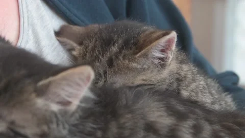 Kittens sleep in hands Stock Footage 141486619