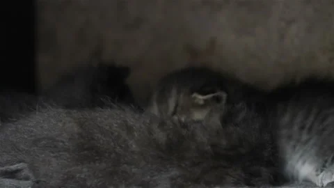 Kittens sleep in the house Stock Footage 107660198