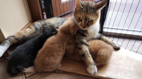 Kittens sleep with mother Video stock 87094657