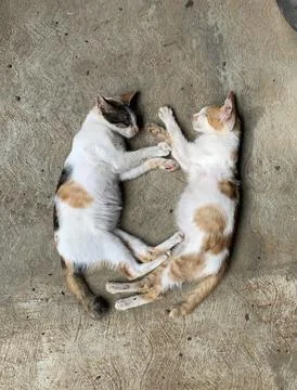 Kittens sleep 写真素材