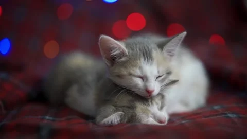 Kittens sleep on a red checkered blanket against the backdrop of twinkling New Stock Footage 159524104