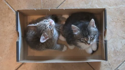 Kittens sleep together Stock Footage 136248253