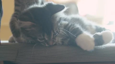Kittens sleep together Stock-Footage 136254405