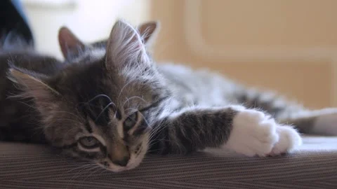 Kittens sleep together Stock Footage 136254582
