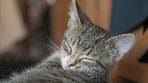 Kittens sleep together Stock Footage 136255377