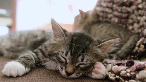 Kittens sleep together Stock Footage 136256449