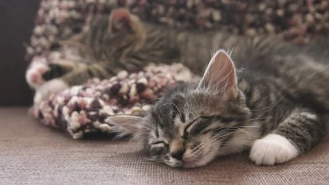 Kittens sleep together Stock Footage 136297457
