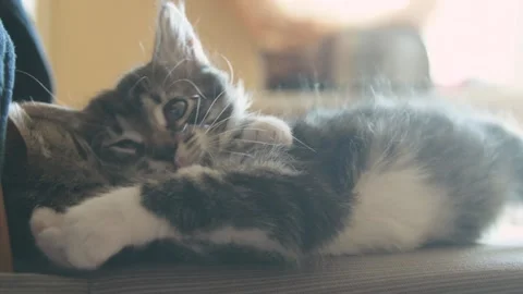 Kittens sleep together Stock Footage 136421554