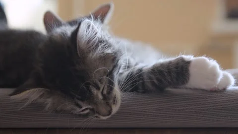 Kittens sleep together Stock Footage 137095394
