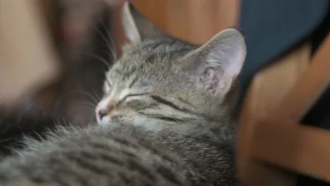 Kittens sleep together Stock Footage 137095633