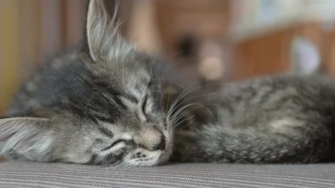 Kittens sleep together Stock Footage 137095934