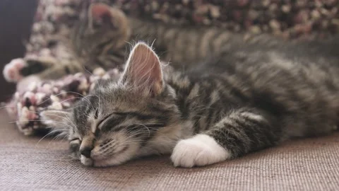 Kittens sleep together Stock Footage 137096337