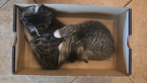 Kittens sleep together Stock Footage 137524138
