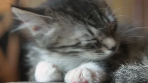 Kittens sleep together Stock Footage 137536388