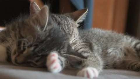 Kittens sleep together Stock Footage 137536847