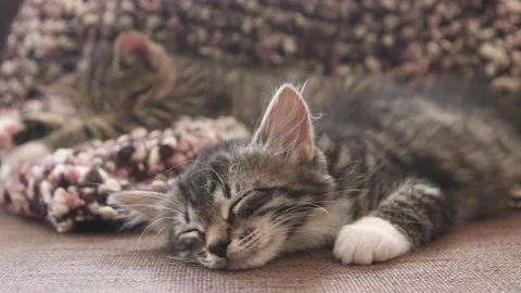 Kittens sleep together Stock Footage 137537202