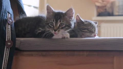 Kittens sleep together Stock Footage 137958470