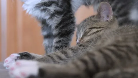 Kittens sleep together Stock Footage 137958642