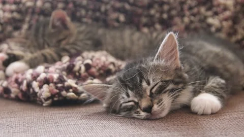 Kittens sleep together Stock Footage 137958821