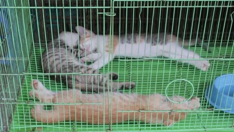 Kittens sleeping in the cage 스톡 동영상 140518114