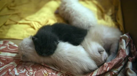 Kittens sleeping Stock Footage 66204821