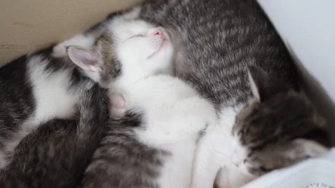 Kittens sleeping Stock Footage 128917293