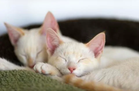 Kittens Sleeping Stock Photos