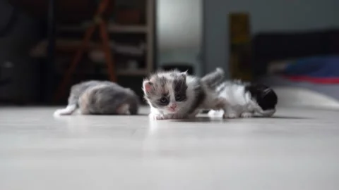 Kittens sniffing each other 4k 100fps Stock Footage 194318251