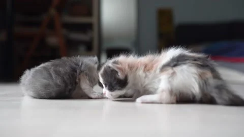 Kittens sniffing each other 4k 100fps Stock Footage 194318312