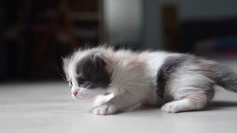 Kittens sniffing each other 4k 100fps Stock Footage 194319044