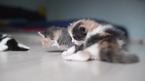 Kittens sniffing each other 4k 100fps Stock Footage 194351605