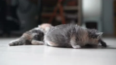 Kittens sniffing each other 4k 100fps Stock Footage 196178822