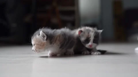 Kittens sniffing each other 4k 100fps Video stock 196198515