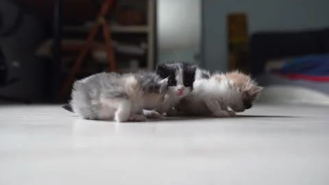 Kittens sniffing each other Video stock 194318164