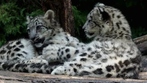 Kittens of snow leopard play together Video stock 97042523