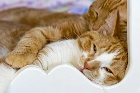 Kittens snuggling Stock Photos
