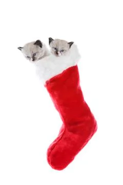 Kittens in a sock Stock Photos